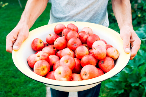 apple picking