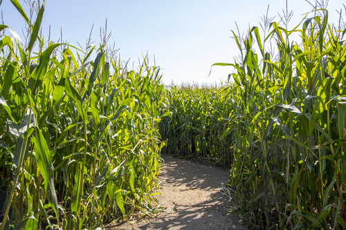 corn maze